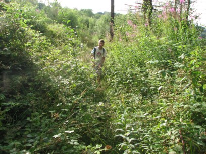 Undergrowth at Wolvesnewton