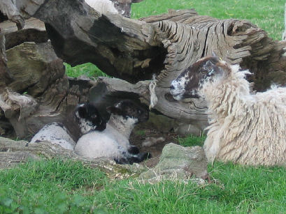 Lambs taking refuge in Piercefield Park