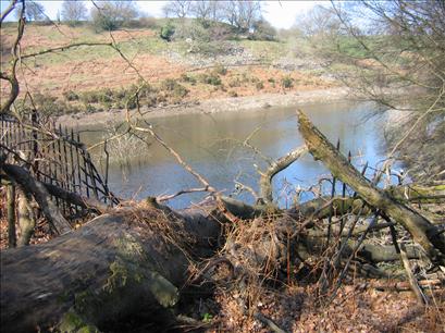 Fallen tree crushing the wrought iron fence at Nant-y-draenog Reservoir