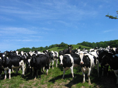 More bl**dy cows