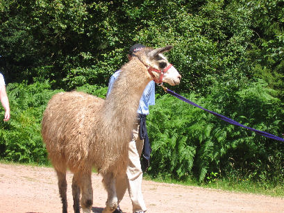 Llama trekking at Cannop, 17/7/2005